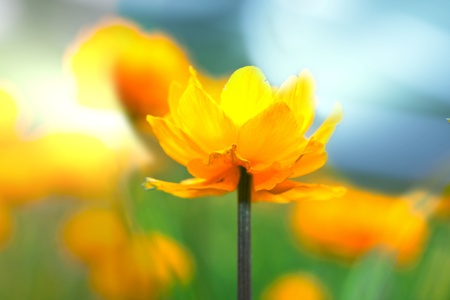 Flowersの写真素材
