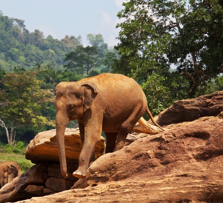 Elephant  on Sri Lankaの写真素材