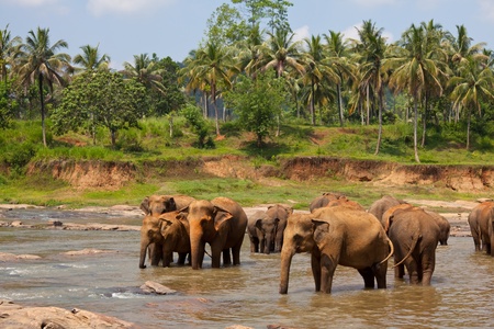 Elephants  on Sri Lankaの写真素材