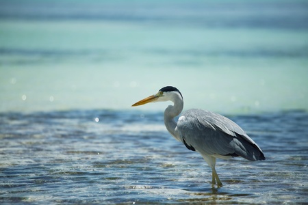 heron on Maldivesの写真素材