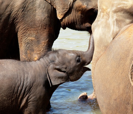 Elephants  on Sri Lankaのeditorial素材