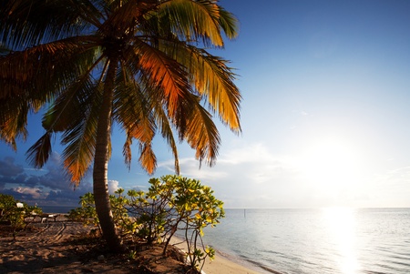 Tropical beachの写真素材