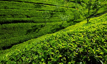 Tea plantationの写真素材