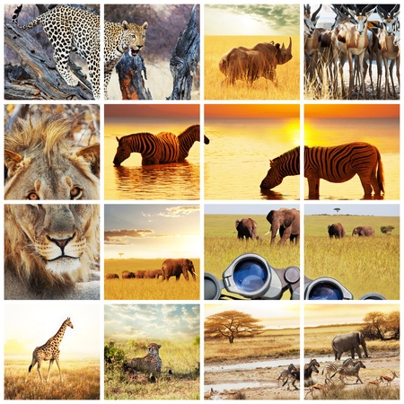african safari in Etosha,Namibiaの写真素材