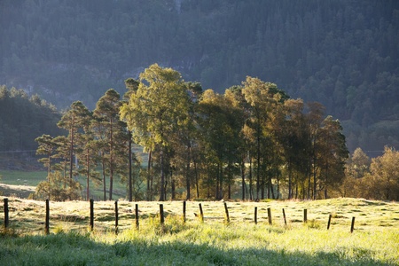 meadow at morningの写真素材