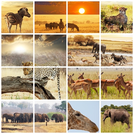 african safari in Etosha,Namibiaの写真素材