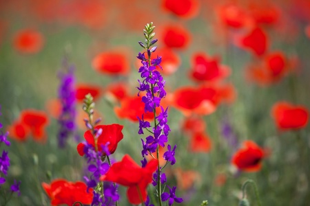 poppy