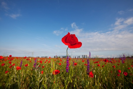 poppyの写真素材