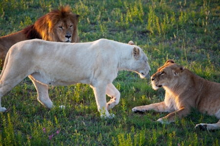 lionの写真素材