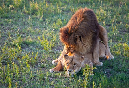 lion