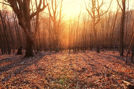Autumn forestの写真素材