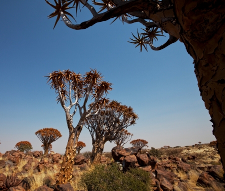 Quiver tree in Namibia, Africaの写真素材