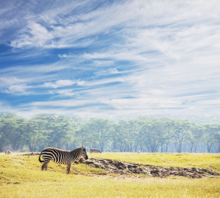 zebras at sunsetの写真素材