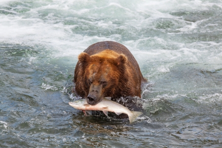 Grizzly bear on Alaskaの写真素材