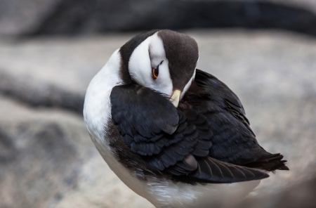 puffinの写真素材
