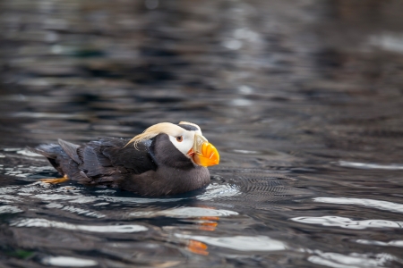 puffinの写真素材