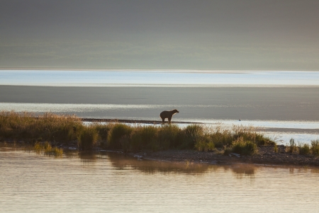 Grizzly bear on Alaskaの写真素材