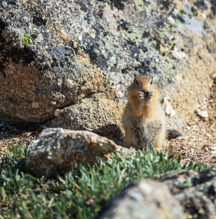 Ground squirrelの写真素材