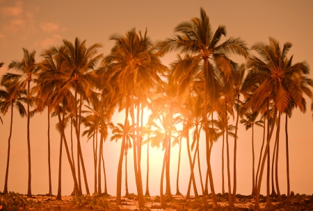 Tropical beachの写真素材