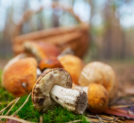 mushrooms in basketの写真素材