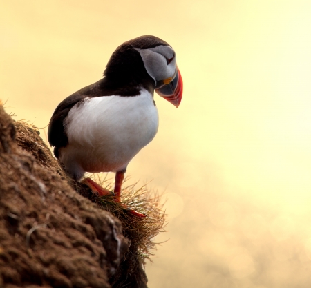puffinの写真素材