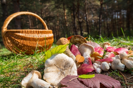mushrooms in basketの写真素材