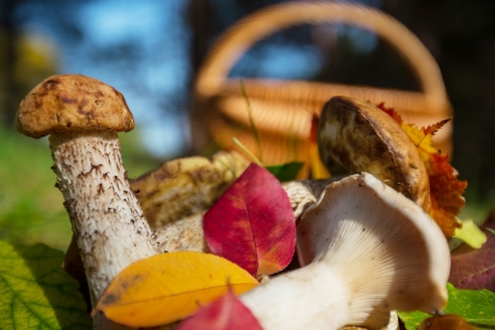 mushrooms in basketの写真素材