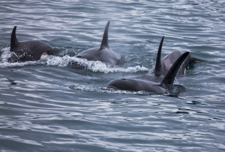 killer whale grou