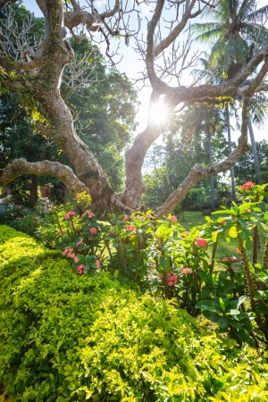 In  gardenの写真素材