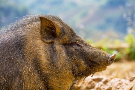 vietnam pigの写真素材