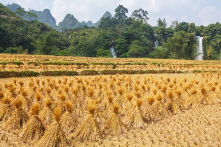 field in Vietnam