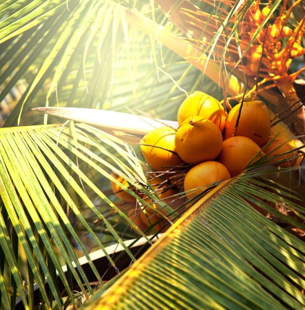 coconutの写真素材
