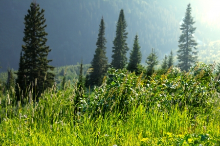 mountains meadowの写真素材