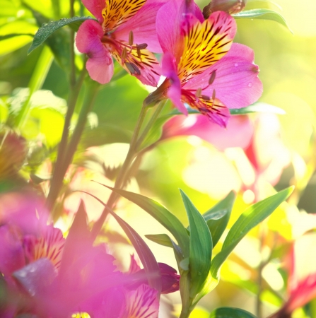 colorful flowerの写真素材