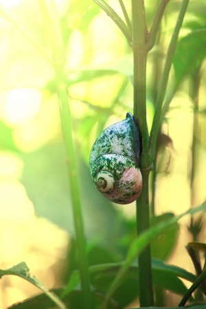 shell on grassの写真素材
