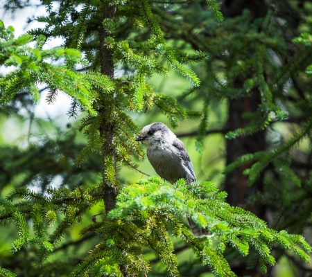birdの写真素材