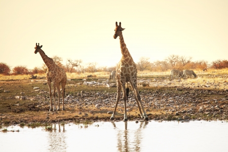 giraffeの写真素材