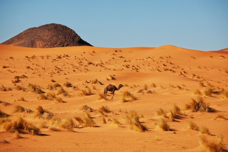 Camel in sand desertの写真素材