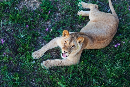 lions