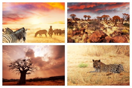 african safari collagesの写真素材