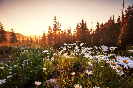 meadow in mountainsの写真素材