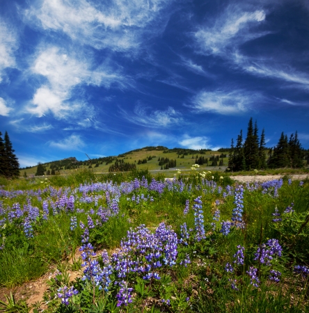 mountains meadowの写真素材