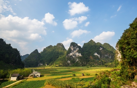 field in Vietnamの写真素材