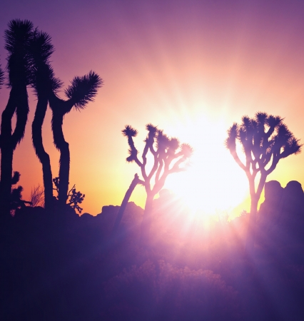 Joshua tree in  desertの写真素材