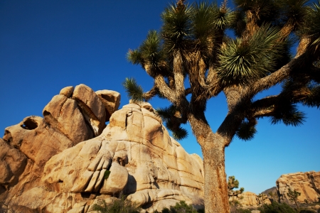 Joshua tree in  desertの写真素材
