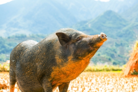 vietnam pigの写真素材