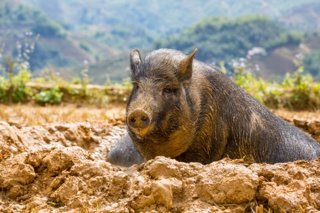 vietnam pigの写真素材