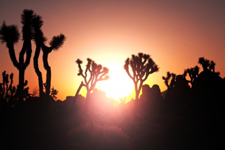 Joshua tree in  desertの写真素材