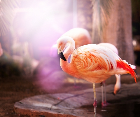  pink flamingoの写真素材
