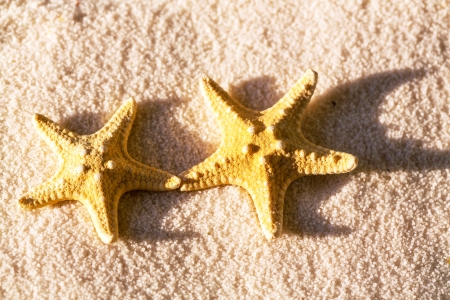 Starfishの写真素材